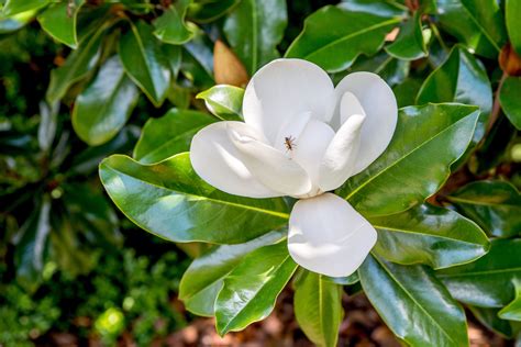 12 Popular Types of Magnolia Trees and Shrubs .